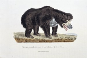 Tavola di storia naturale: Tavola zoologica che raffigura l