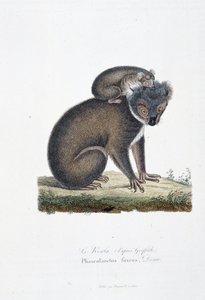 Tavola zoologica rappresentante il Koala (dopo Griffith), Phascolarctos Fuscus - in "Completes of Buffon" di Georges Louis Leclerc, Conte di Buffon (1707 - 1788). Incisione del 1837 da Georges Louis Leclerc