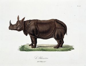 Tavola zoologica rappresentante il Rinoceronte - in "Completes of Buffon" del naturalista Georges Louis Leclerc, Conte di Buffon (1707 - 1788). Incisione del 1837 da Georges Louis Leclerc