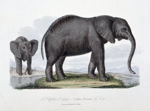 Tavola di storia naturale: Tavola zoologica che rappresenta l