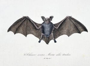 Tavola di Storia Naturale: Tavola zoologica rappresentante il Pipistrello Murin ad ali spiegate - in "Opere complete di Buffon" del naturalista Georges Louis Leclerc, Conte di Buffon (1707 - 1788). Incisione del 1837. da Georges Louis Leclerc
