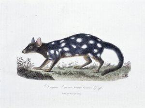 Tavola di Storia Naturale: Tavola zoologica rappresentante il Dasyure Viverrin, Dasyurus Viverrinus - in "Opere Complete di Buffon" del naturalista Georges Louis Leclerc, Conte di Buffon (1707 - 1788). Incisione del 1837.