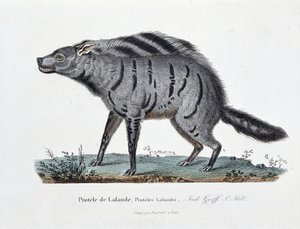 Tavola zoologica rappresentante il Protelo di Lalande, Proteles Lalandii - in "Completely Works of Buffon" del naturalista Georges Louis Leclerc, Conte di Buffon (1707 - 1788). Incisione del 1837 da Georges Louis Leclerc
