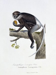 Tavola zoologica rappresentante il Semnopiteco dalla groppa bianca, Semnopithecus Leucoprymnus, Otto - in "Completes of Buffon" del naturalista Georges Louis Leclerc, Conte di Buffon (1707 - 1788). Incisione del 1837 da Georges Louis Leclerc