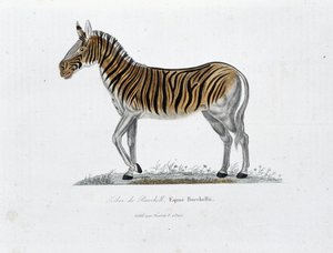 Tavola di Storia Naturale: Tavola zoologica che rappresenta la Zebra di Burchell, Equus Burchellii - in 