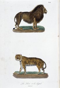 Tavola zoologica che rappresenta il leone e la tigre - in 