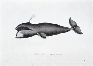 Tavola di Storia Naturale: Tavola zoologica che rappresenta la balena franca, Balaena borealis - in 