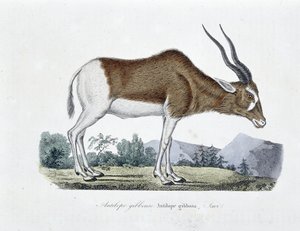 Tavola di Storia Naturale: Tavola zoologica raffigurante l