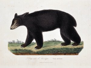 Tavola di storia naturale: Tavola zoologica che rappresenta l