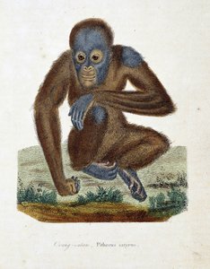 Tavola zoologica raffigurante l