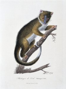 Tavola zoologica raffigurante il Falangista di Cook (Phalangista Cookii) - in "Works of Buffon" del naturalista Georges Louis Leclerc, Conte di Buffon (1707 - 1788). Incisione del 1837