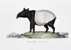 Tavola di Storia Naturale: Tavola zoologica rappresentante il Tapir Maiba (Tapirus Indicus) - in "Opere di Buffon" del naturalista Georges Louis Leclerc, Conte di Buffon (1707 - 1788). Incisione del 1837. da Georges Louis Leclerc