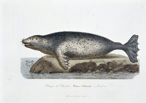 Tavola di storia naturale: Tavola zoologica che rappresenta la foca di Choris, Phoca Chorisii, Lesson - in 