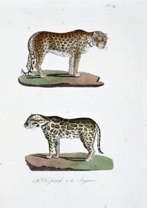 Tavola di storia naturale: Tavola zoologica rappresentante 1. Il Leopardo e 2. Il Giaguaro - in "Opere Complete di Buffon" del naturalista Georges Louis Leclerc, Conte di Buffon (1707 - 1788). Incisione del 1837. da Georges Louis Leclerc