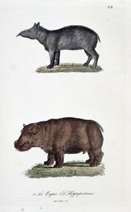 Tavola zoologica rappresentante 1. Il Tapir e 2. L