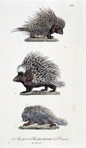 Tavola zoologica rappresentante 1. Il maiale epico, 2. Il maiale epico dell