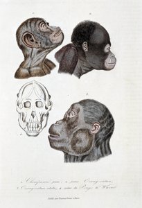 Tavola di storia naturale: Tavola zoologica che rappresenta 1. Giovane scimpanzé; 2. giovane orangutan (orang-utan, orang-outang, orang-utang); 3. orangutan adulto; 4. Cranio del Pongo de Wurmb - in 