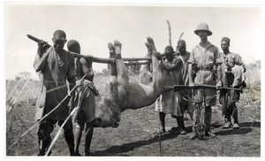 Leone a Bahr el Ghazal, Am Dafok