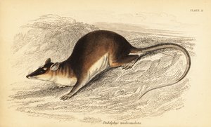 Opossum dagli occhi marroni, Metachirus nudicaudatus da Georges Robert Waterhouse