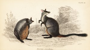 Wallaby dalla coda a spazzola, Petrogale penicillata (incisione) da Georges Robert Waterhouse
