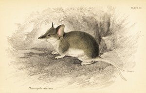 Dunnart comune, Sminthopsis murina da Georges Robert Waterhouse