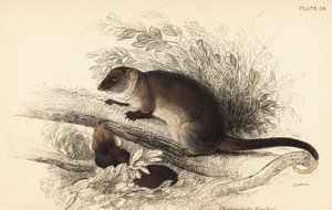 Possum comune dalla coda ad anello, Pseudocheirus peregrinus da Georges Robert Waterhouse