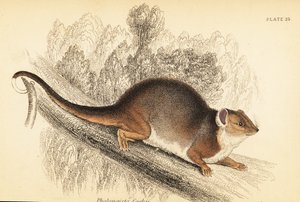 Possum comune, Pseudocheirus peregrinus (incisione) da Georges Robert Waterhouse