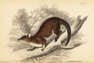 Opossum lanoso di Derby, Caluromys derbianus da Georges Robert Waterhouse