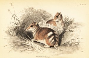 Bandicoot orientale a strisce, Perameles gunnii, 1841 (incisione)