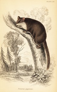 Acrobate pigmeo, Acrobates pygmaeus (incisione) da Georges Robert Waterhouse