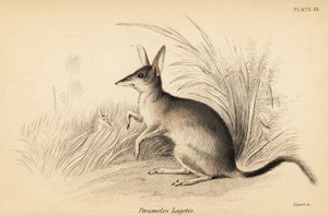 Bilby maggiore, Macrotis lagotis. In pericolo, 1841 da Georges Robert Waterhouse