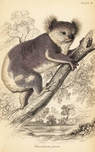 Koala, Phascolarctos cinereus, 1841 (incisione) da Georges Robert Waterhouse