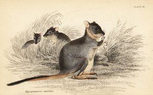 Potoroo dai piedi lunghi, Potorous longipes. Vulnerabile (incisione)