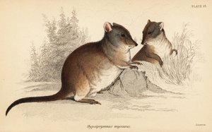 Potoroo dal naso lungo, Potorous tridactylus tridactylus da Georges Robert Waterhouse