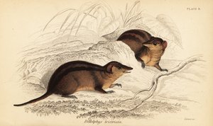 Opossum a tre strisce del nord, Monodelphis americana (incisione) da Georges Robert Waterhouse