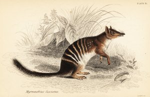 Numbat, Myrmecobius fasciatus, in pericolo (incisione) da Georges Robert Waterhouse