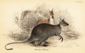 Wallaby dal collo rosso, Macropus rufogriseus (incisione) da Georges Robert Waterhouse