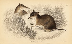 Bandicoot marrone meridionale, Isoodon obesulus. In pericolo (incisione)