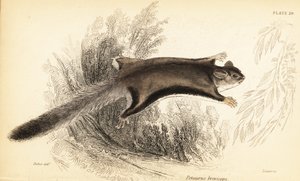 Petauro dello zucchero, Petaurus breviceps, 1841 (incisione)