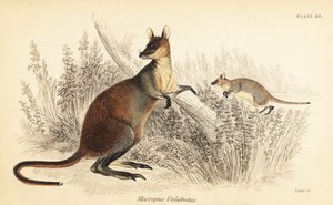 Wallaby delle paludi, Wallabia bicolor, 1841 (incisione) da Georges Robert Waterhouse