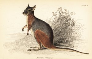 Wallaby di Tammar, Macropus eugenii (incisione)