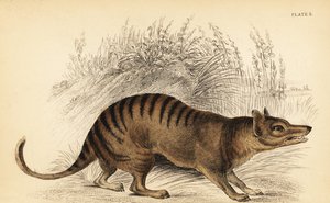 Tigre della Tasmania, Thylacinus cynocephalus. Estinto, 1841