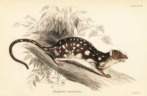 Quoll tigre, Dasyurus maculatus, 1841 da Georges Robert Waterhouse