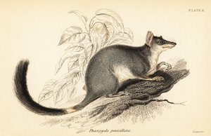Tuan o wambenger comune, Phascogale tapoatafa, 1841 da Georges Robert Waterhouse