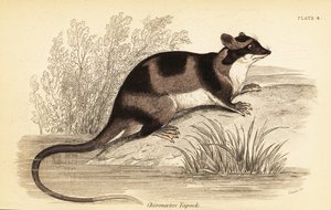 Opossum acquatico o yapok, Chironectes minimus, 1841 (incisione) da Georges Robert Waterhouse