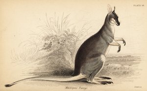 Wallaby dalla coda a frusta, Macropus parryi