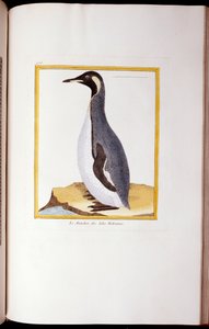 Un Pinguino, Isole Falkland, da "Histoire Naturelle des Oiseaux", 1770-86 da Georges de Buffon