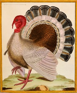 Un tacchino, da "Histoire Nouvelles des Oiseaux", 1771-86 da Georges de Buffon