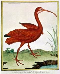 Immagine sconosciuta