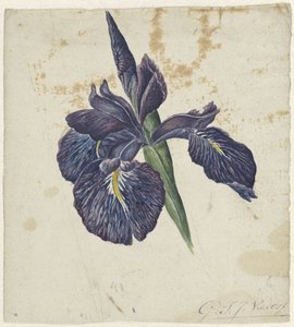 Iris da Georgius Jacobus Johannes van Os